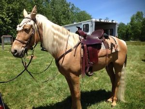 Tucker High Plains Gen II Saddle & matching tack