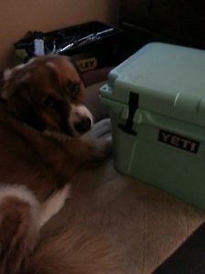 Brand New LIMITED EDITION Seafoam Green YETI 