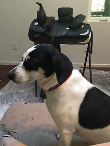 Circle Y Saddle 18" (dog not included)