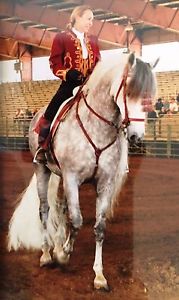 Ludomar Alta Escuela Spanish Saddle with fittings, native stirrups and cover