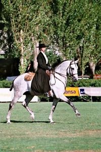 Portuguese Baroque Show - Working Equitation Saddle