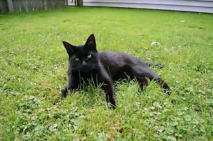 Big Agnes Fly Creek Ul2 2 Person Tent + Diy Footprint