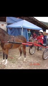 Road Pony Sulky