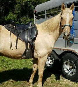 Tucker endurance saddle 15.5" wide tree