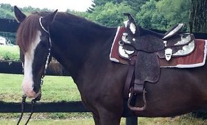 Billy Royal Youth 14" Congress Show Saddle With Headstall Romel Reins