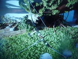 Hoyt Elan complete recurve Bow set-up w/G3 limbs 40#