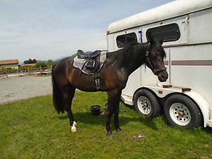 ***LOWERED PRICE!***17.5" English Orthoflex Saddle