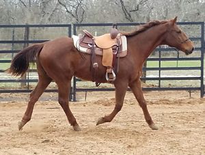 15.5 inch.  lightly used jeff smith cowboy collection Ranch cutter