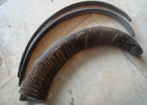 10pairs of horn strips 50-55 cm for making horn bows