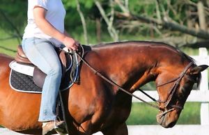 Ovation Sellerie Series Demo Saddle