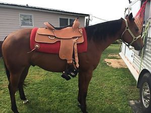 2016 Custom J Wenger Saddle 16-5" seat Ranch Riding and Horsemanship deluxe!!!