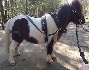 Mini A Miniature COMFYFIT Marathon Competition Harness with XTRAS!