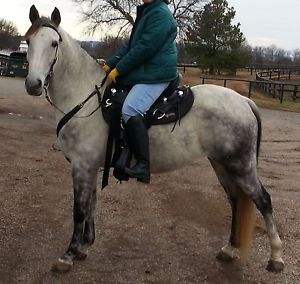 Circle Y Sycamore Flex 2 Trail Saddle, 15” Wide Tree, Girth, 2 Felt Saddle Pads
