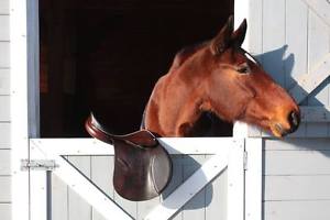 Bruno delgrange jumping siodle 17/33