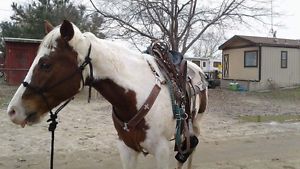 14.5" Frontier Barrel Saddle