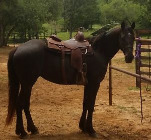 16" martin cowhorse reining saddle