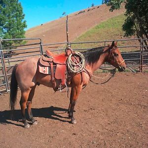 tony rico roping saddle