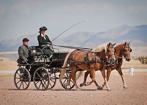 Deluxe padded pair harness for Large Ponies or small horses. Driving Harness .
